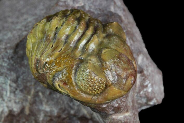 Tan, Enrolled Austerops Trilobite With Big Eyes #130543